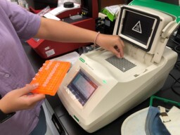 PCR 分子檢測